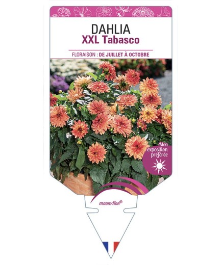 DAHLIA XXL Tabasco