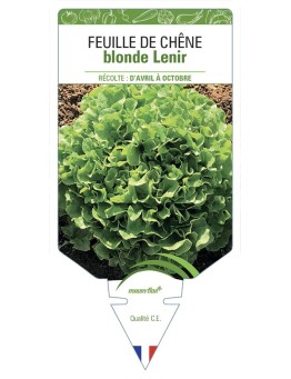 FEUILLE DE CHÊNE blonde Lenir