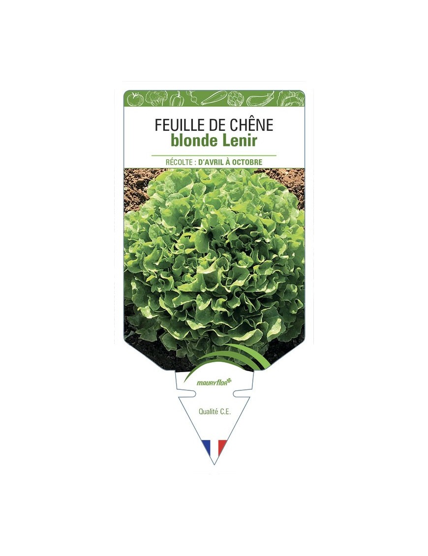 FEUILLE DE CHÊNE blonde Lenir