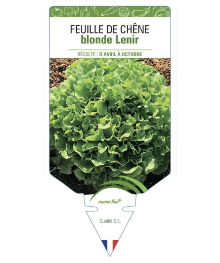 FEUILLE DE CHÊNE blonde Lenir