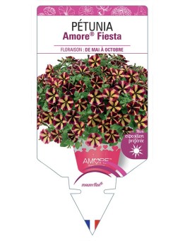 PÉTUNIA Amore® Fiesta