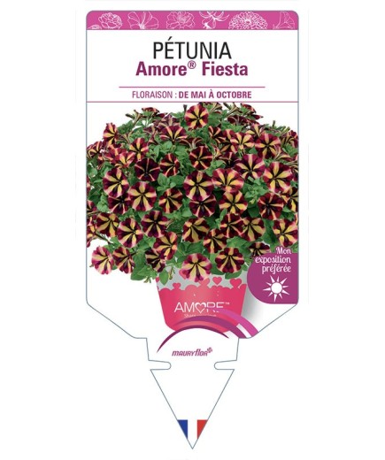 PÉTUNIA Amore® Fiesta