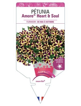 PÉTUNIA Amore® Heart & Soul