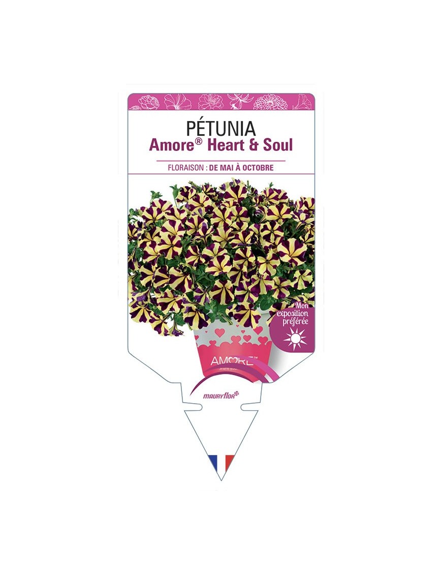 PÉTUNIA Amore® Heart & Soul