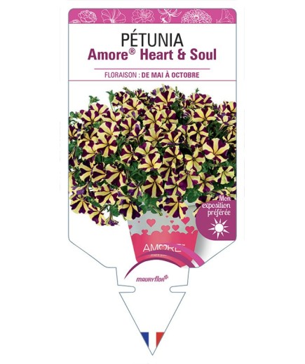 PÉTUNIA Amore® Heart & Soul