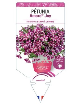 PÉTUNIA Amore® Joy