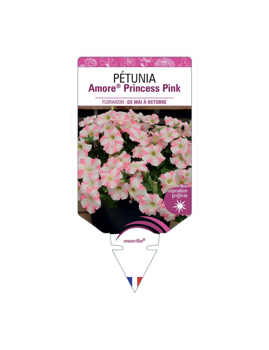 PÉTUNIA Amore® Princess Pink
