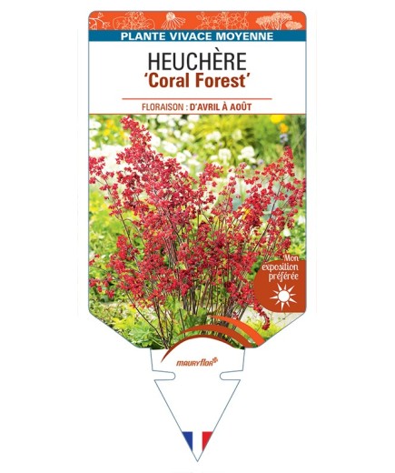 HEUCHERA (sanguinea) Coral Forest