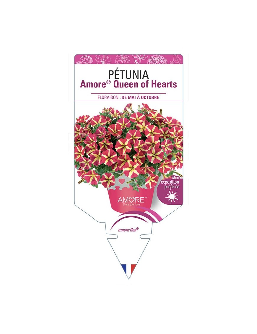 PÉTUNIA Amore® Queen of Hearts