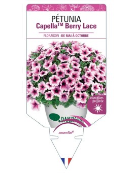 PÉTUNIA CapellaTM Berry Lace