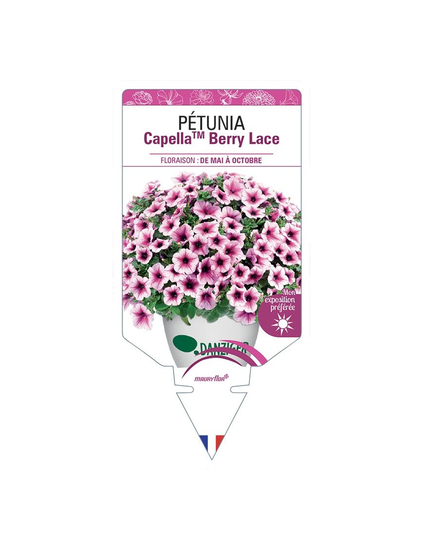 PÉTUNIA CapellaTM Berry Lace