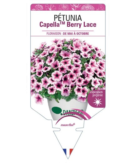 PÉTUNIA CapellaTM Berry Lace