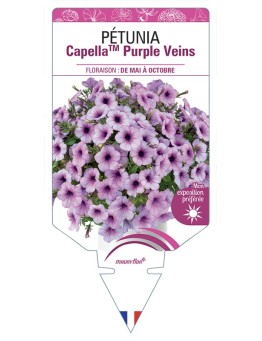PÉTUNIA CapellaTM Purple Veins
