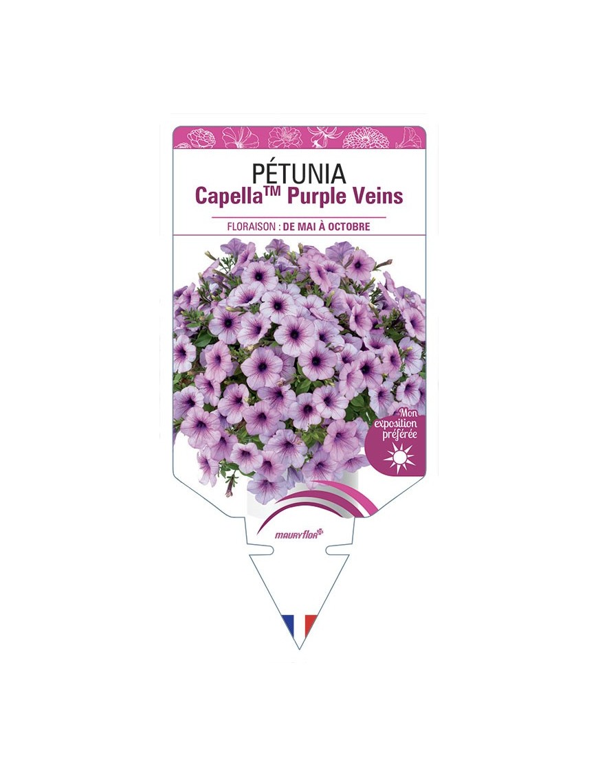 PÉTUNIA CapellaTM Purple Veins