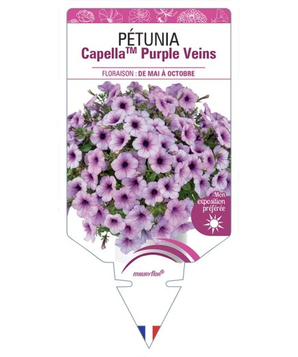 PÉTUNIA CapellaTM Purple Veins