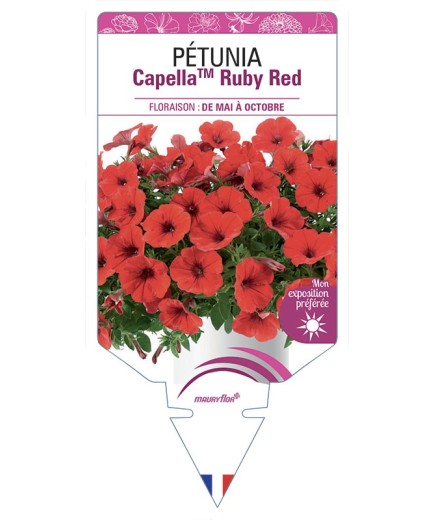 PÉTUNIA CapellaTM Ruby Red