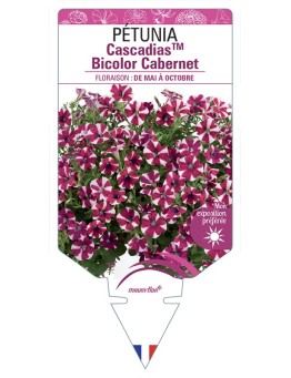 PÉTUNIA CascadiasTM Bicolor Cabernet