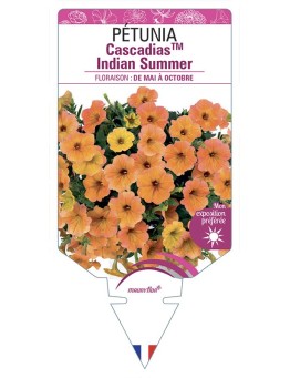 PÉTUNIA CascadiasTM Indian Summer