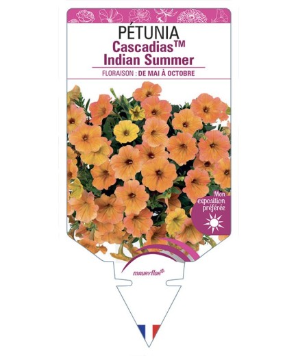 PÉTUNIA CascadiasTM Indian Summer