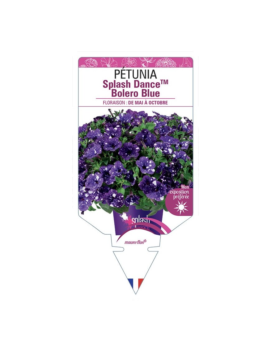 PÉTUNIA Splash DanceTM Bolero Blue