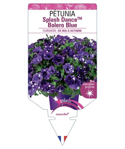 PÉTUNIA Splash DanceTM Bolero Blue