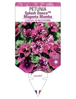 PÉTUNIA Splash DanceTM Magenta Mambo