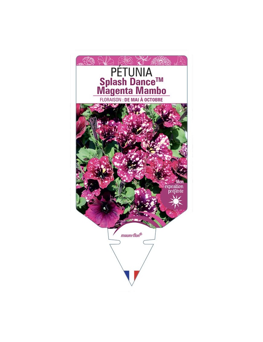 PÉTUNIA Splash DanceTM Magenta Mambo