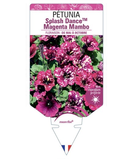 PÉTUNIA Splash DanceTM Magenta Mambo