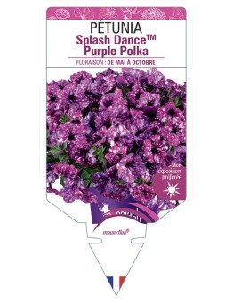 PÉTUNIA Splash DanceTM Purple Polka