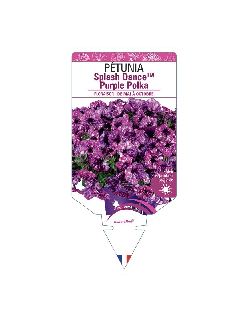 PÉTUNIA Splash DanceTM Purple Polka