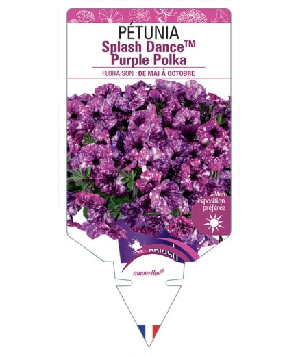PÉTUNIA Splash DanceTM Purple Polka