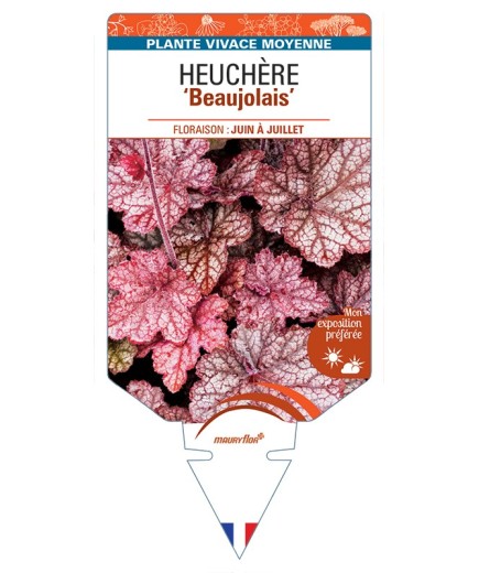HEUCHERA Beaujolais