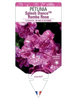 PÉTUNIA Splash DanceTM Rumba Rose