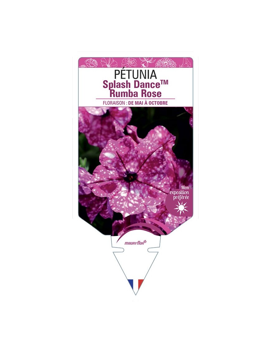 PÉTUNIA Splash DanceTM Rumba Rose