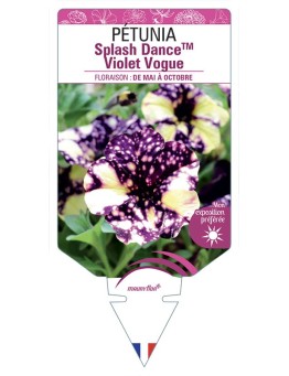 PÉTUNIA Splash DanceTM Violet Vogue