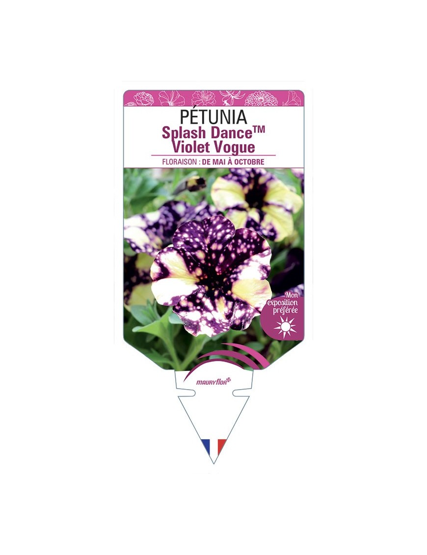 PÉTUNIA Splash DanceTM Violet Vogue