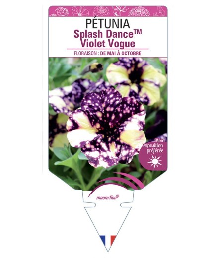 PÉTUNIA Splash DanceTM Violet Vogue