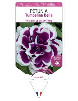 PÉTUNIA Tumbelina Bella