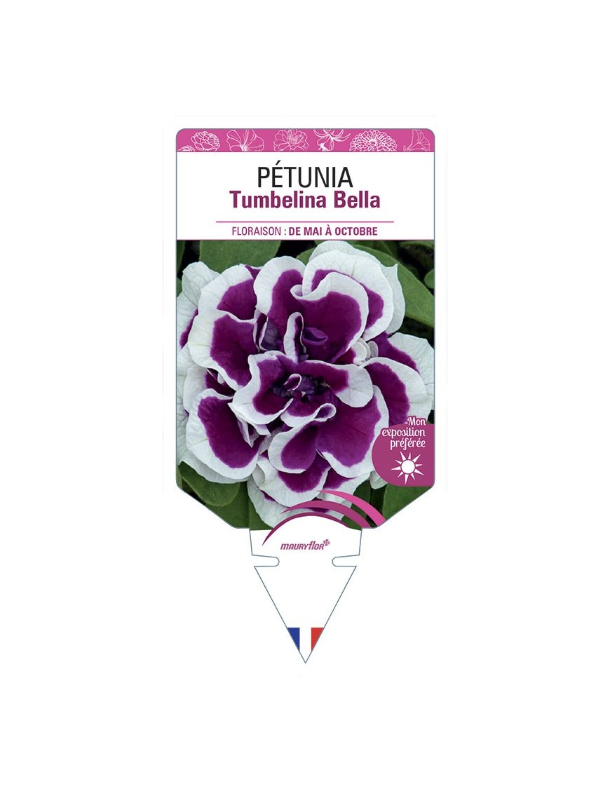 PÉTUNIA Tumbelina Bella