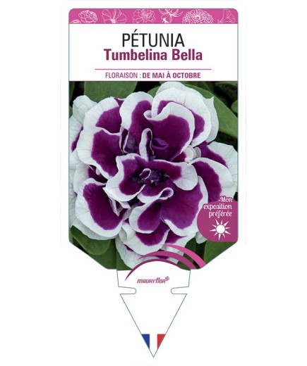 PÉTUNIA Tumbelina Bella