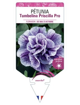 PÉTUNIA Tumbelina Priscilla Pro