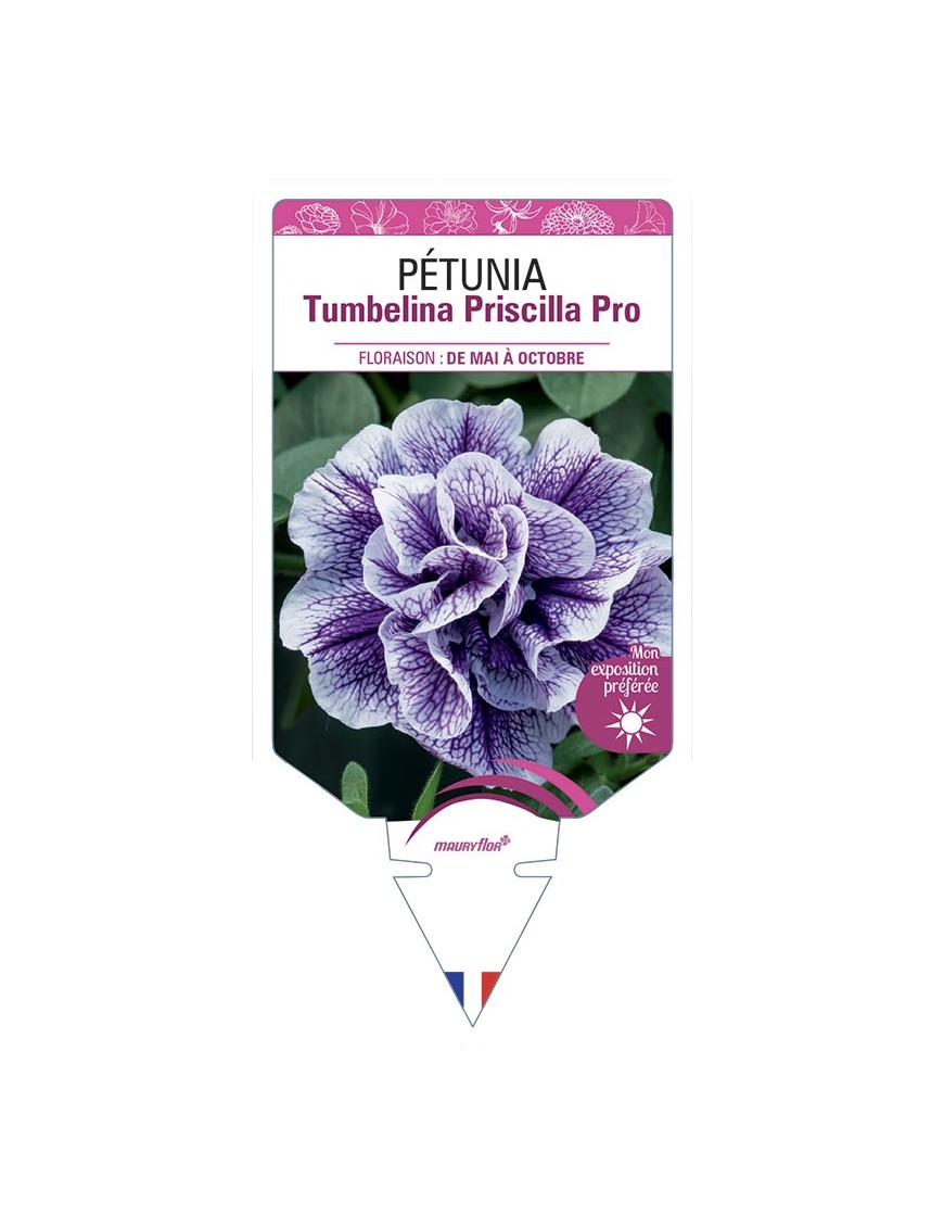PÉTUNIA Tumbelina Priscilla Pro