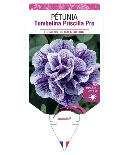 PÉTUNIA Tumbelina Priscilla Pro