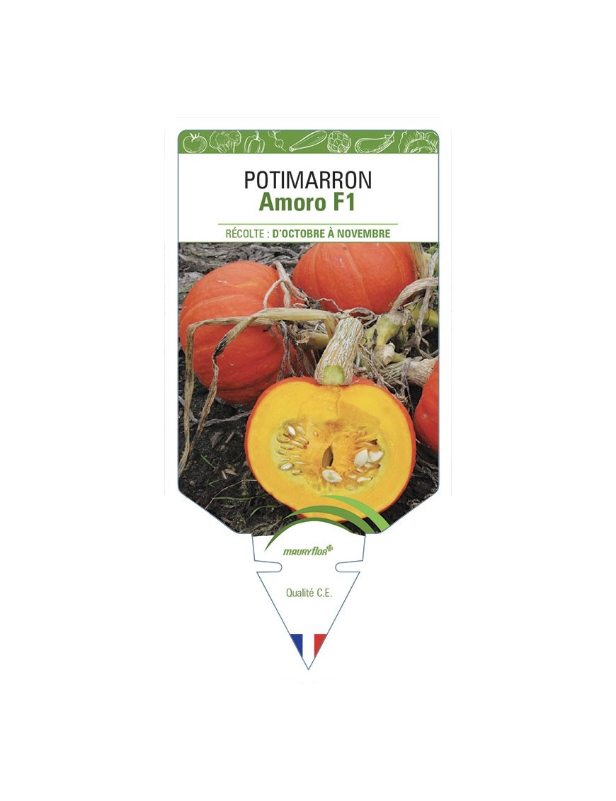 POTIMARRON Amoro F1