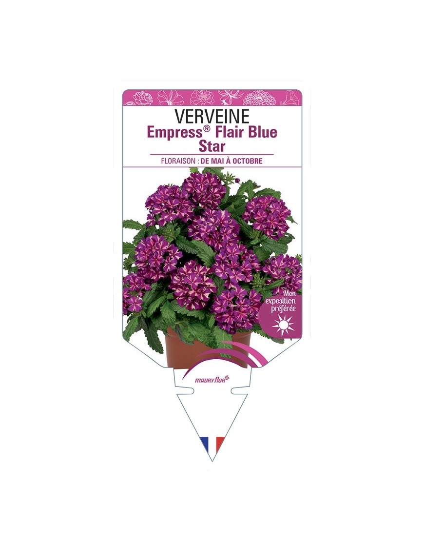 VERVEINE Empress® Flair Blue Star