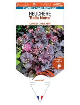 HEUCHERA Bella Notte