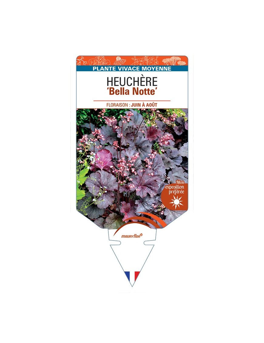 HEUCHERA Bella Notte