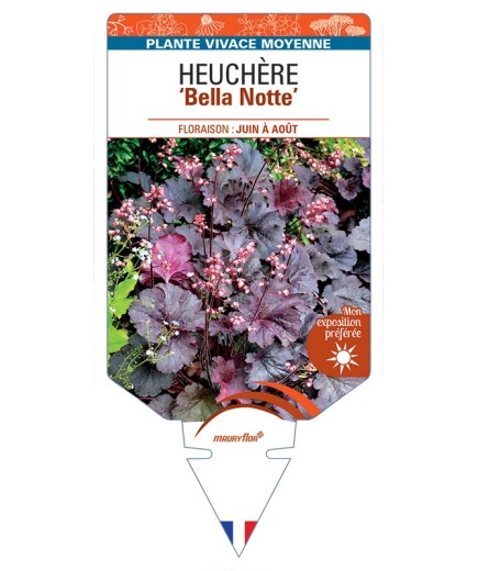 HEUCHERA Bella Notte