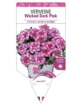 VERVEINE Wicked Dark Pink