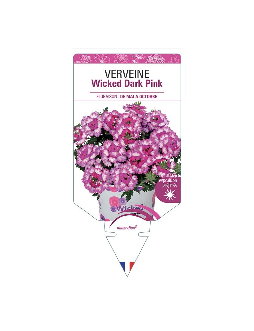 VERVEINE Wicked Dark Pink